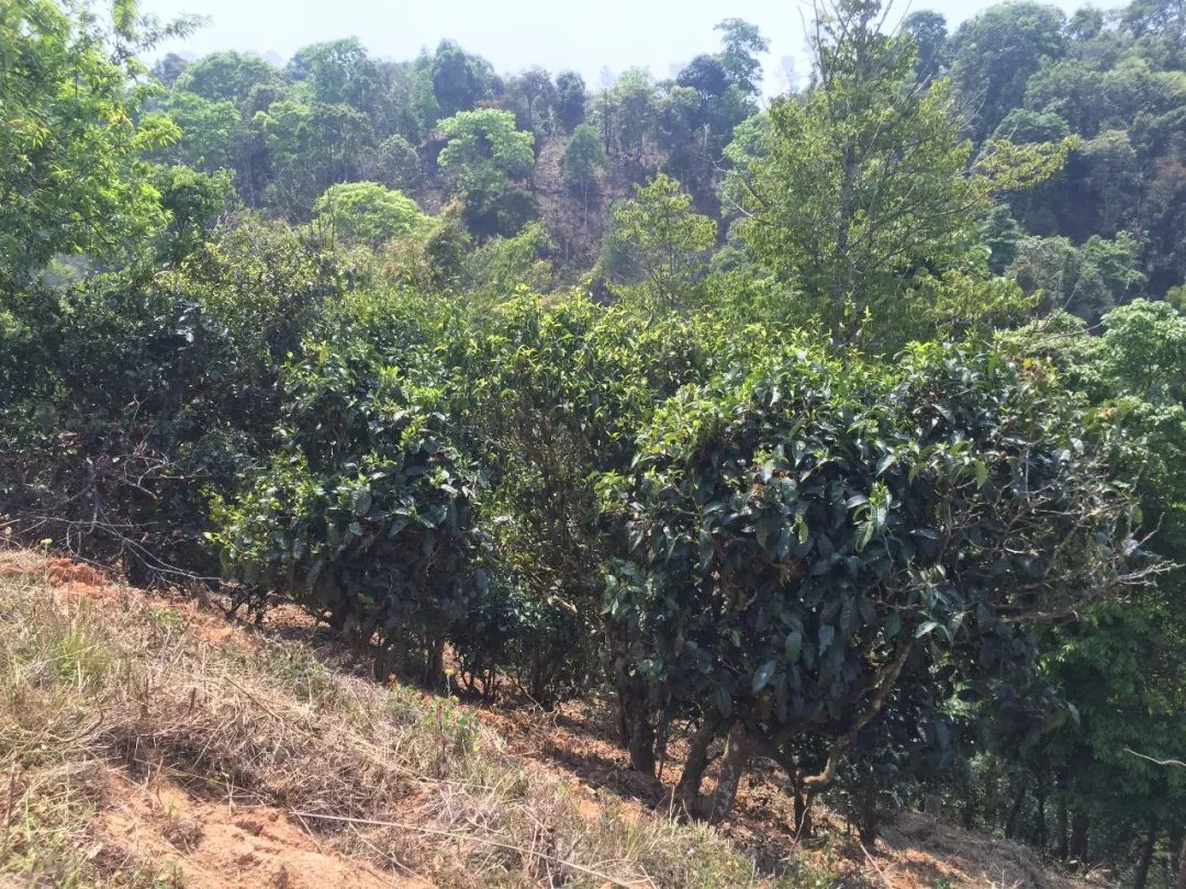 古树乐章最新版,变化中的学习,自信与成就的力量之源