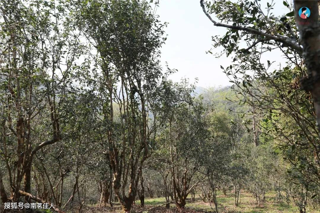 古树乐章最新版,变化中的学习,自信与成就的力量之源