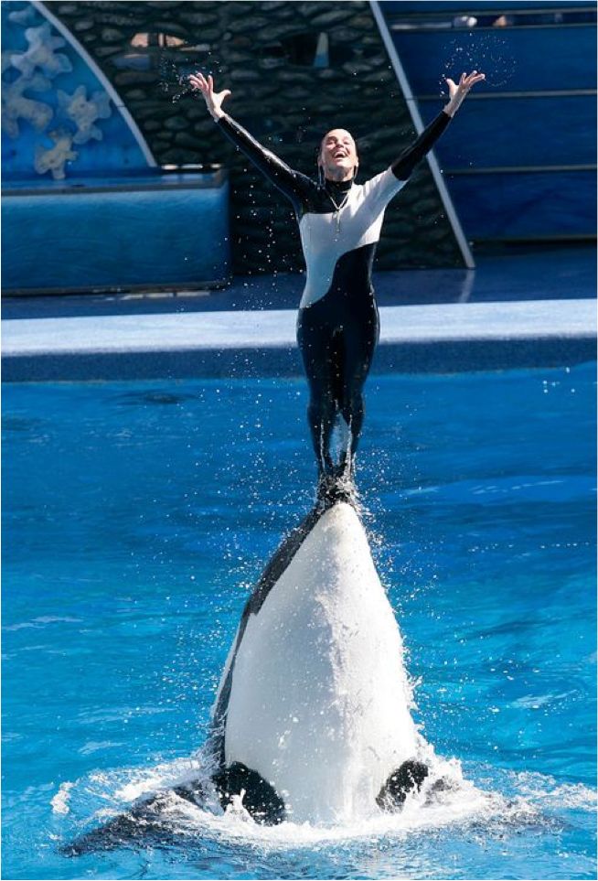 明星鲸技能学习与任务执行步骤指南