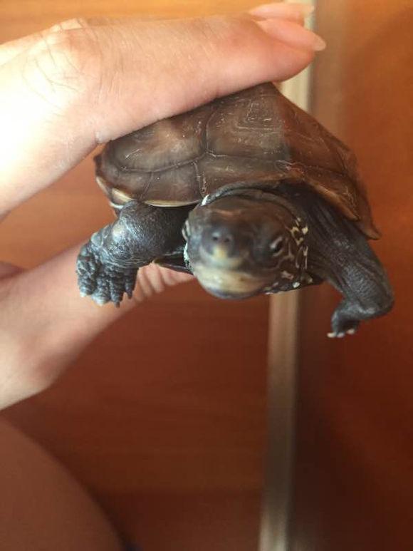 最新龟友网龟价信息及龟行之旅,寻找内心平静的旅程