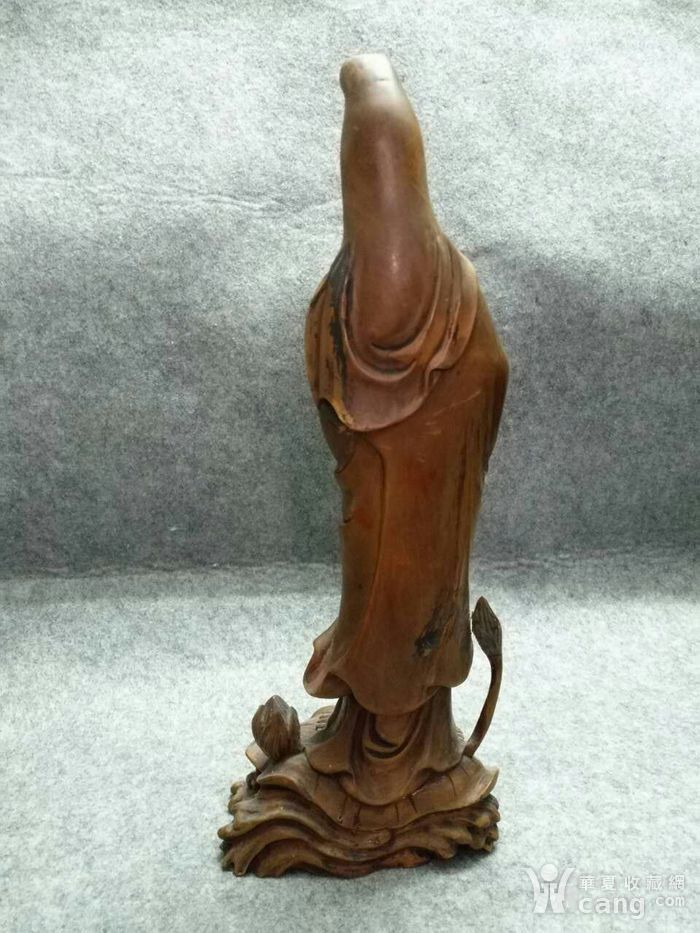 黄杨木价格揭秘,探索未知,感受成就感之旅