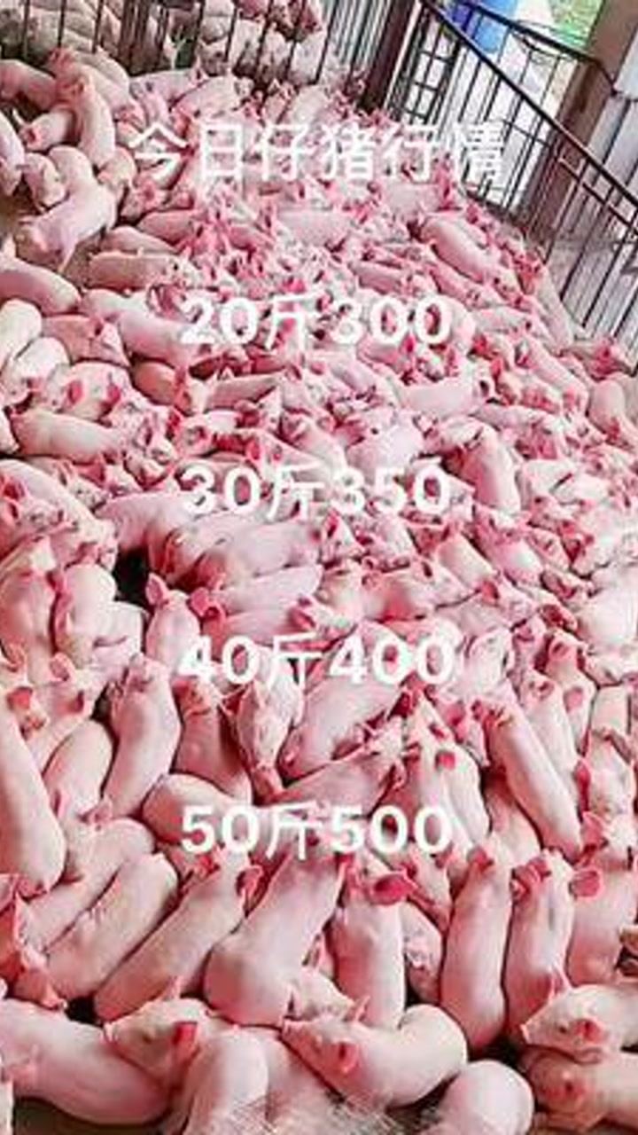 临沂猪肉价格探秘,小巷独特风味小店的价格揭秘