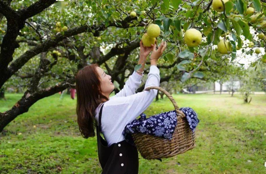 砀山新鲜事概览✨