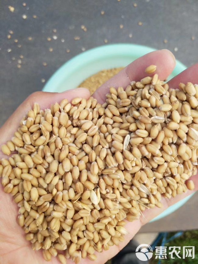 泛麦8号价格,时代印记与市场的波动影响分析