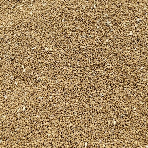 泛麦8号价格,时代印记与市场的波动影响分析