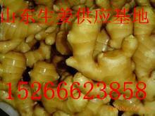 沂水生姜背后的励志故事,行情变迁与坚韧精神共融的历程