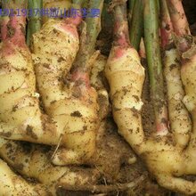 沂水生姜背后的励志故事,行情变迁与坚韧精神共融的历程