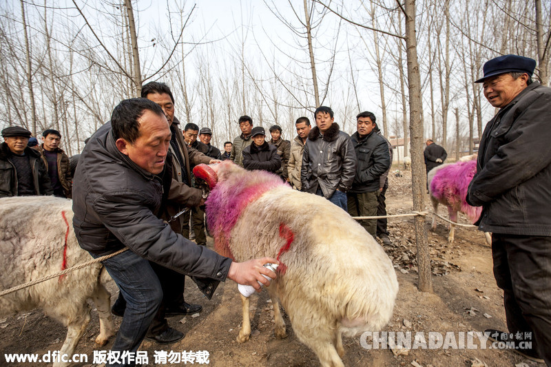 从入门到精通,2014年清丰斗羊比赛全程指南