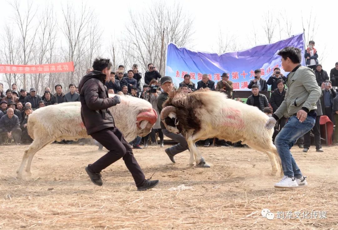 从入门到精通,2014年清丰斗羊比赛全程指南
