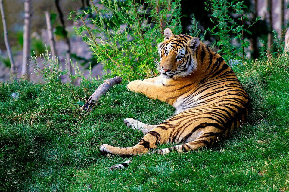 大老虎掀起时尚潮流新篇章!最新时尚趋势解析