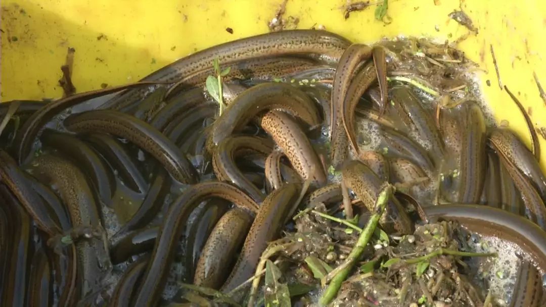 黄鳝最新价格走势及影响因素分析,市场动态深度解读