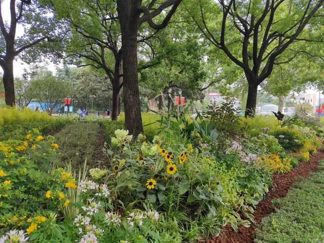 草柳最新,生态与文化的交织观点探讨