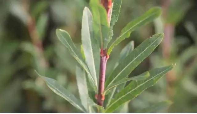 草柳最新,生态与文化的交织观点探讨