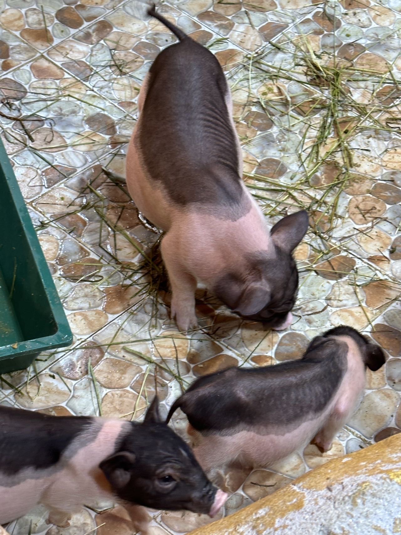 探索养猪业新时代的奥秘,最新猪Zoo