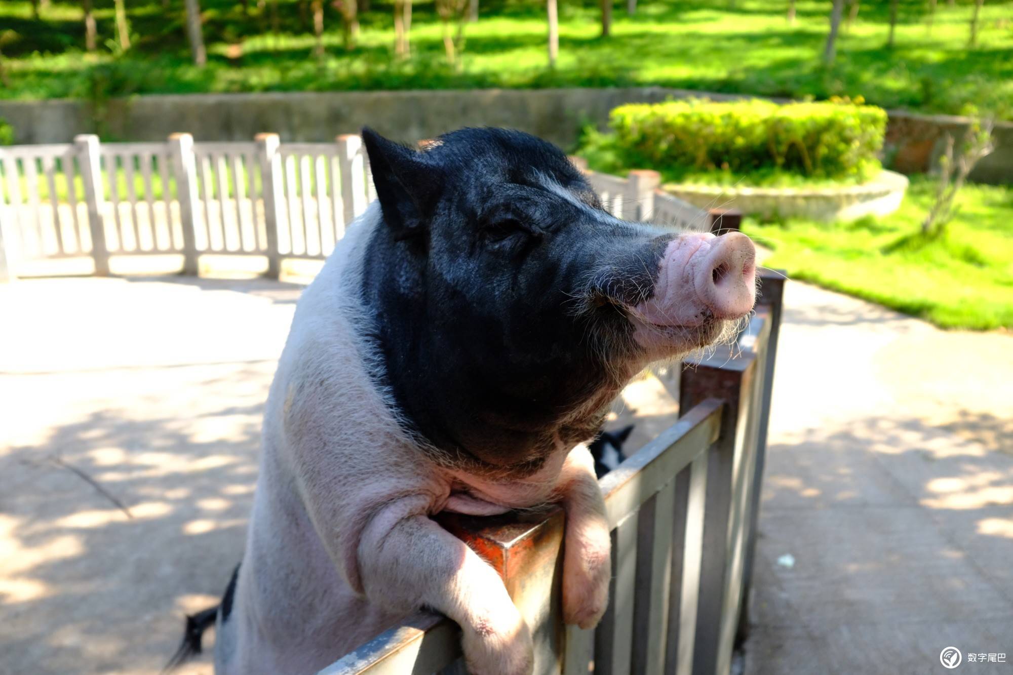 探索养猪业新时代的奥秘,最新猪Zoo