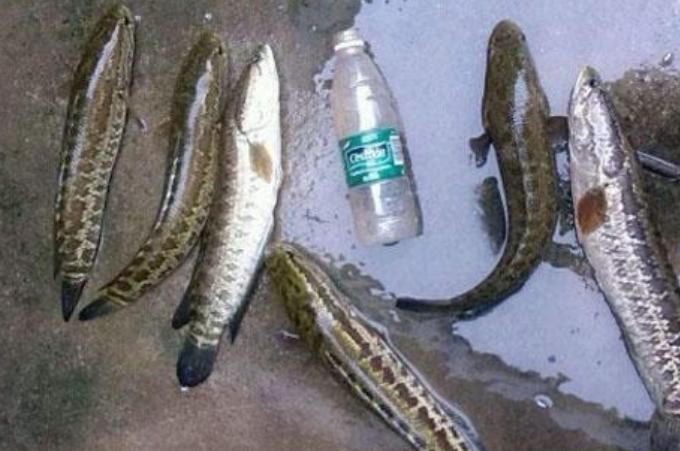 最新钓法解析与观点阐述