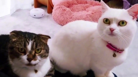 猫咪maomiav最新域址揭秘与观点论述,深度探讨猫咪文化的魅力与变迁