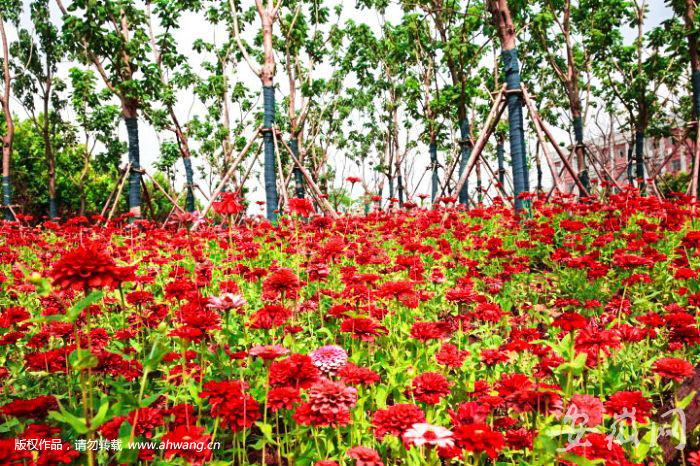 金寨飞机场最新动态及建设全攻略关注与解读