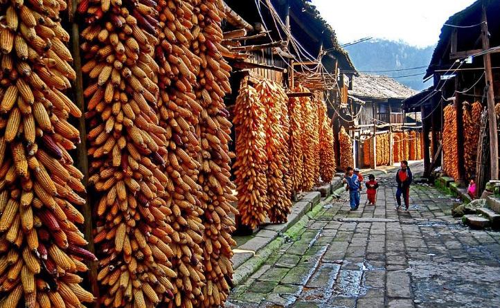 吉林省玉米价格最新动态更新