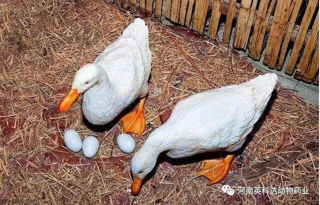 蛋鸭最新价格指南，如何获取最新蛋鸭价格信息