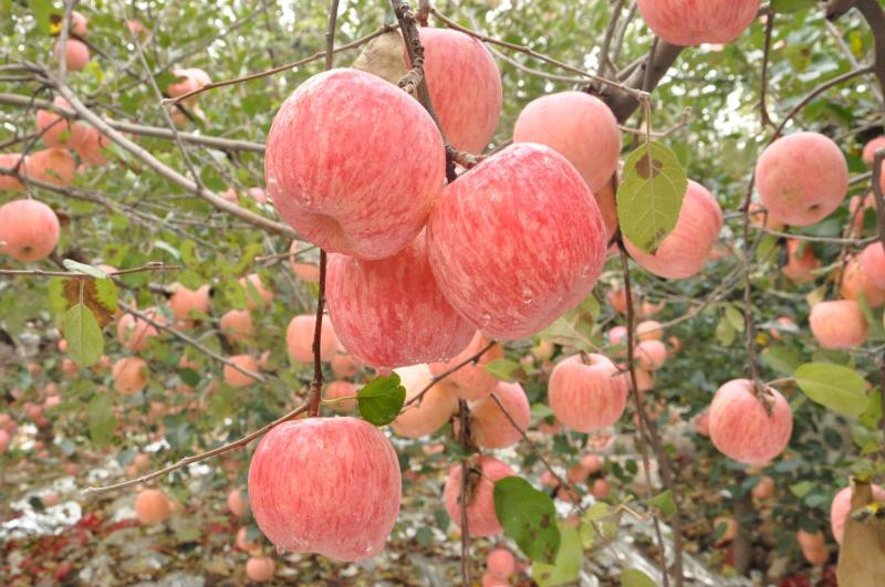 沂源贴吧最新消息揭秘,发展动态与热点话题探寻