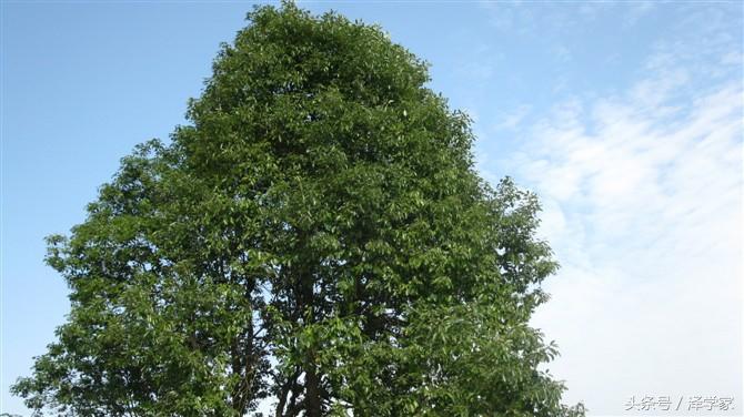 广元宝轮最新消息,小巷深处的独特风味探索