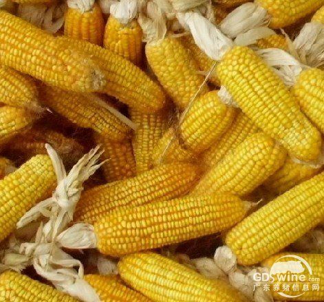 广东玉米最新行情揭秘，巷弄风情与神秘小店的玉米故事