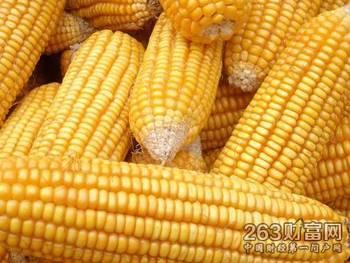 广东玉米最新行情揭秘,巷弄风情与神秘小店的玉米故事