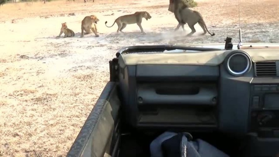 力与勇的较量,最新雄狮打斗视频,时代的见证战斗实录