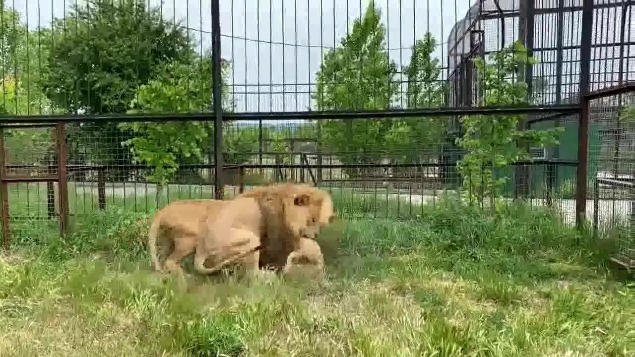 力与勇的较量,最新雄狮打斗视频,时代的见证战斗实录