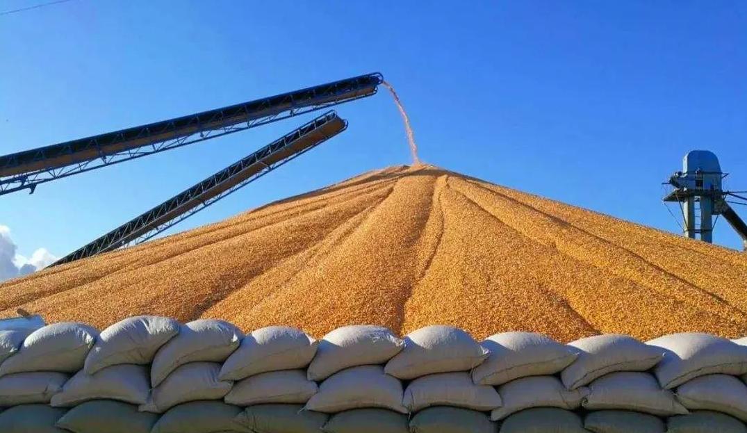 陕西小麦今日最新价格更新🌟