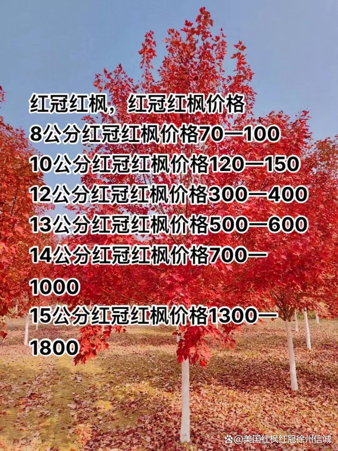 益都红最新价格及购买指南与策略