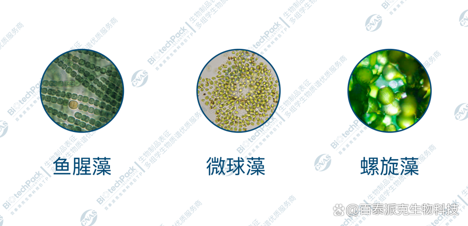 最新藻琼,自然与人类关系的热议焦点