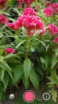 小巷深处的神秘花园,最新花卉下载指南