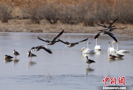 鸟类迁徙最新探索,小巷中的独特鸟趣小店揭秘