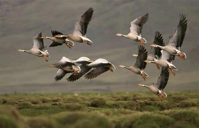 鸟类迁徙最新探索,小巷中的独特鸟趣小店揭秘