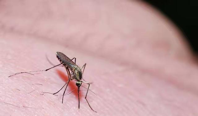 科技革新引领蚊子防治新篇章,智能驱蚊产品横空出世