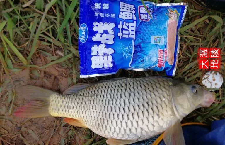 蓝鲫最新版的秘密大揭秘!