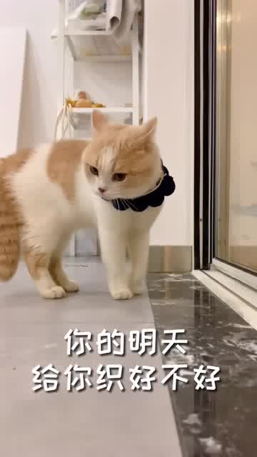 温馨人宠奇缘,我的最新萌宠宝贝