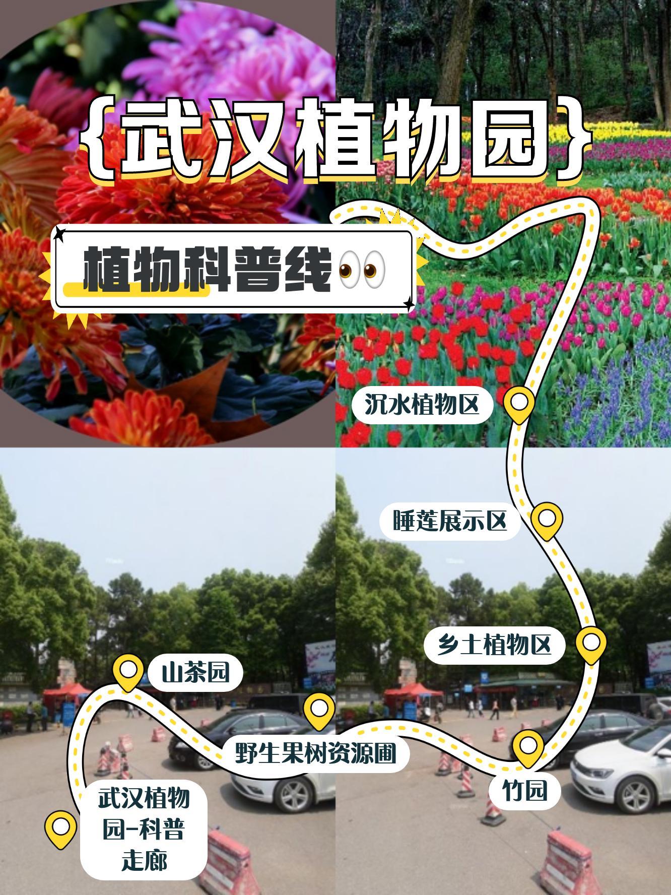 武汉植物园最新动态与最新发现揭秘