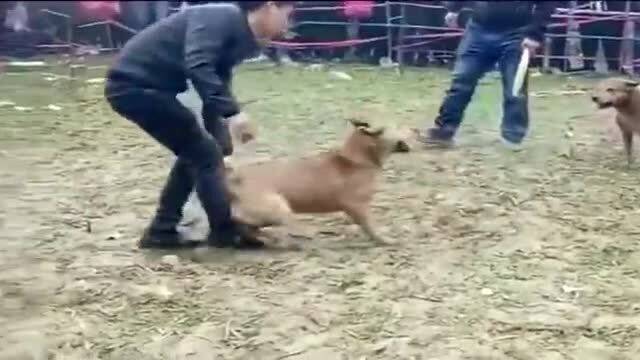 最新土狗斗狗比赛全程指南，步骤详解与精彩瞬间回顾