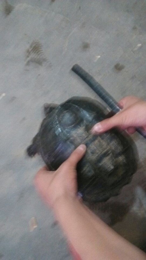 最新石龟价格解析，多元观点与个人立场的探讨