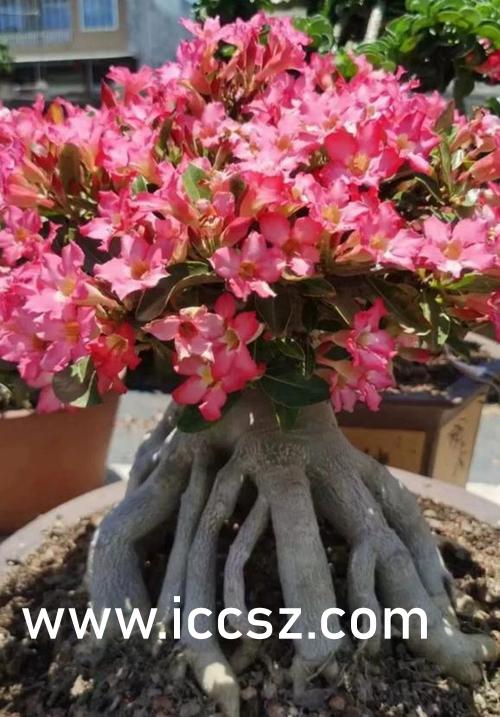 最新束缚带,时尚与实用完美融合