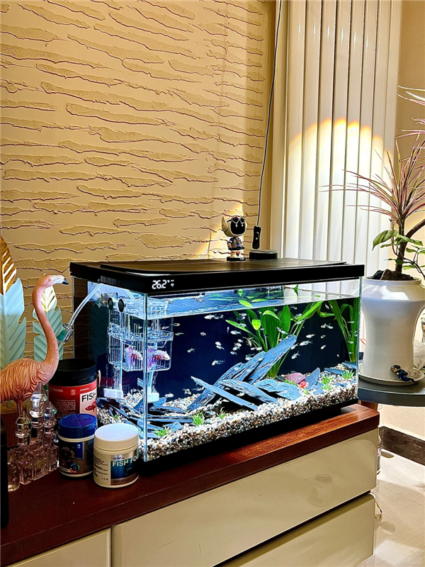 最新鱼缸图片,自然美景的旅行探索之旅