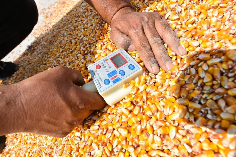 今日玉米价格走势,市场分析及其影响因素揭秘